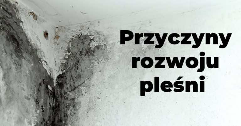 Przyczyny rozwoju pleśni w mieszkaniu – zobacz co musisz wiedzieć!