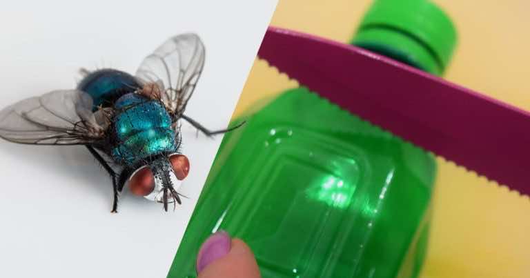 Pułapka na muchy – jak ją zrobić?