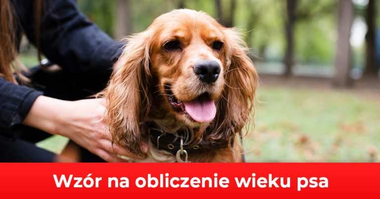 Wzór na obliczenie wieku psa