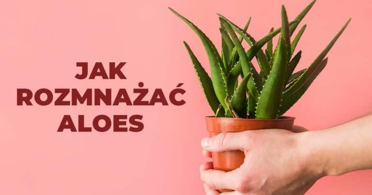 Jak rozmnożyć aloes – to prostsze niż myślisz!