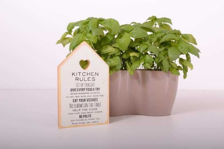 Jak sadzić rośliny?