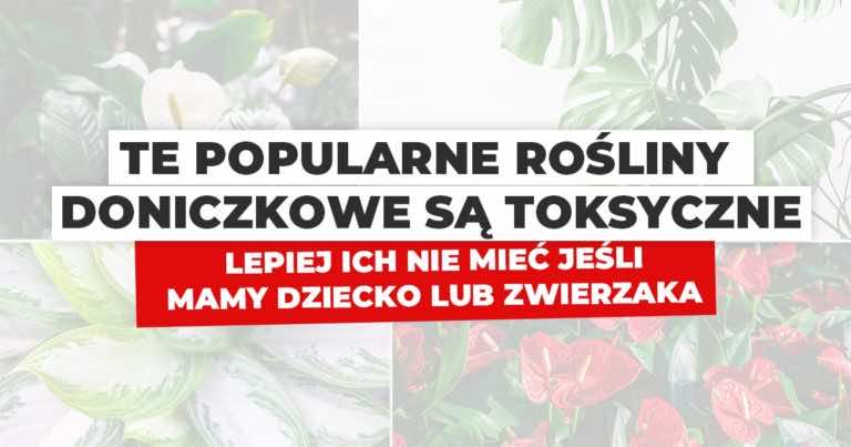 Te domowe rośliny doniczkowe są najbardziej trujące