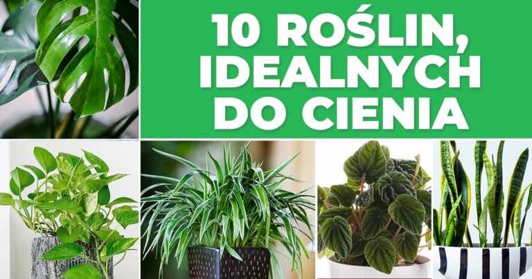 10 roślin, które nie boją się cienia