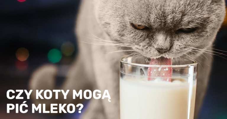 Dajesz kotu mleko? Lepiej przeczytaj!