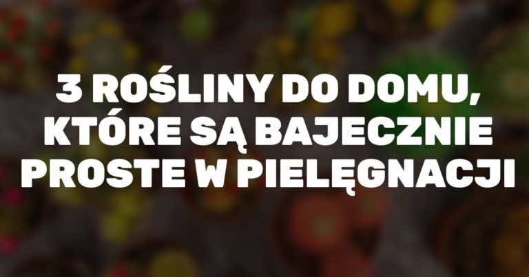 3 rośliny do domu, które są bajecznie proste w pielęgnacji