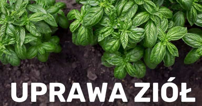 Melisa, bazylia i cząber z własnego ogródka?