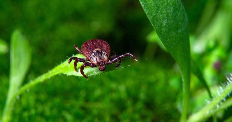 To nie kolor ubrania przyciąga kleszcze, to coś innego!