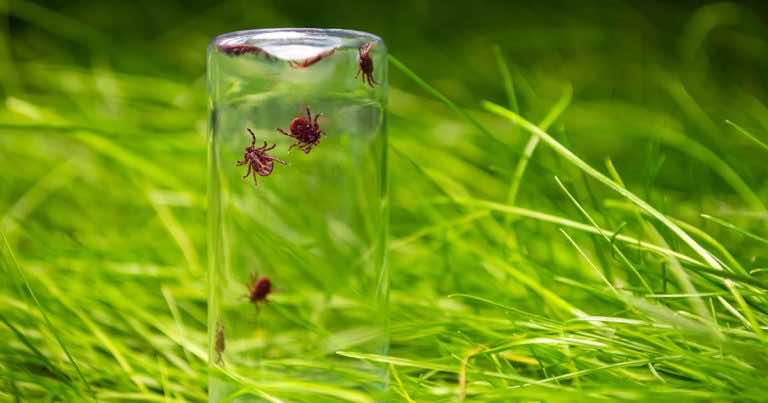 Ta roślina może skutecznie odstraszyć kleszcze, warto mieć ją w ogródku