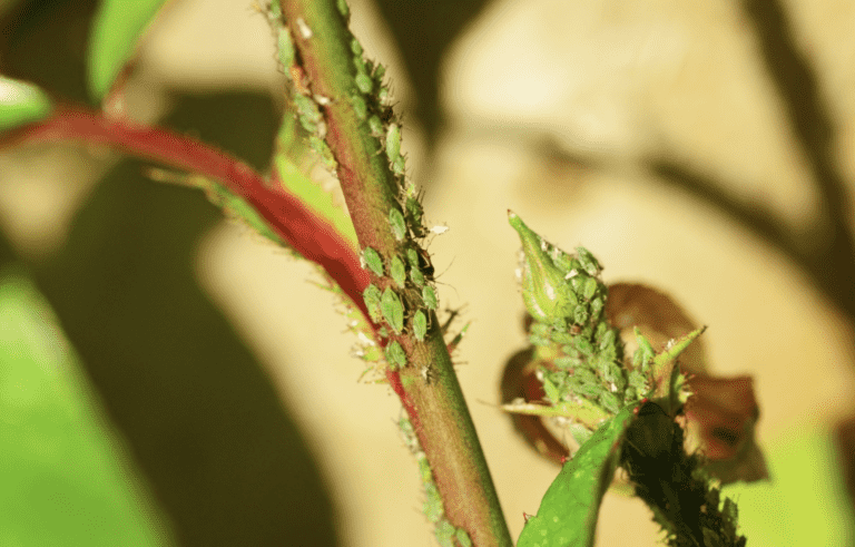 Domowe Sposoby na MSZYCE – Sprawdź jak Je Zwalczyć i Uratować Swoje Rośliny