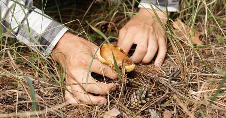 Za co można dostać mandat 500 zł podczas grzybobrania?