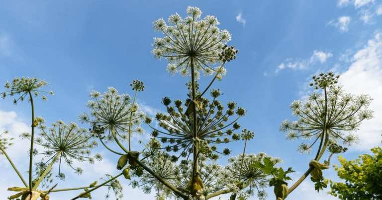 Barszcz Sosnowskiego jest niebezpieczny! GIS ostrzega.