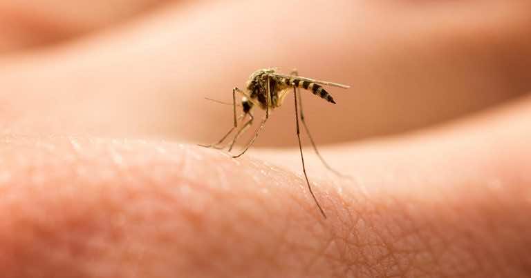 Tego unikajcie, to przyciąga komary!