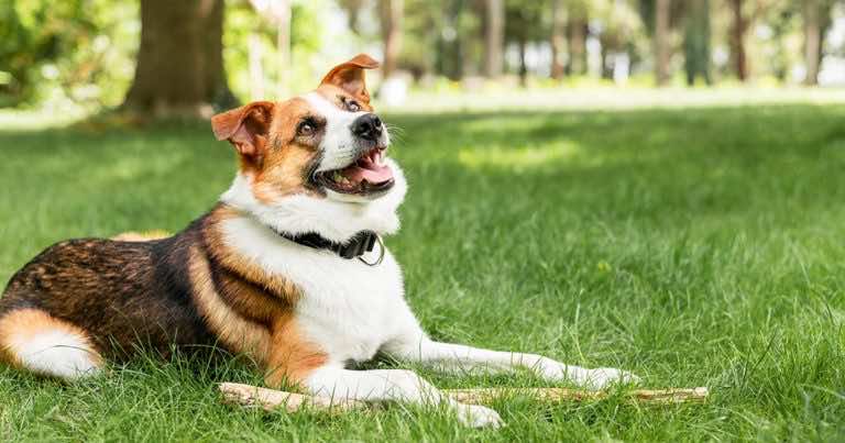 Ile wynosi kara za wypuszczenie psa na ulicę żeby sobie pobiegał?