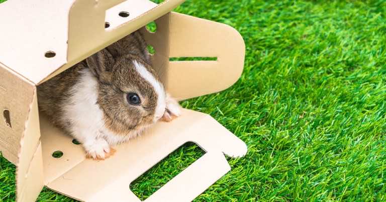 Co powinniśmy wiedzieć przed kupnem królika?