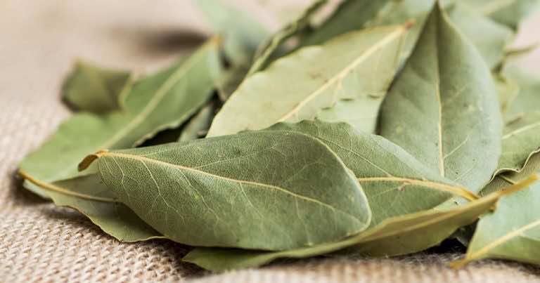 Liść laurowy pomoże Ci odstraszyć insekty.