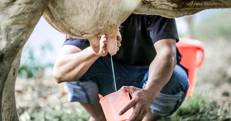 Czy mleko i produkty z niego zrobione zdrożeją?