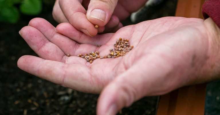Gdy dostaniesz przesyłkę z Chin, której nie zamawiałaś z nasionami w środku, zniszcz je!