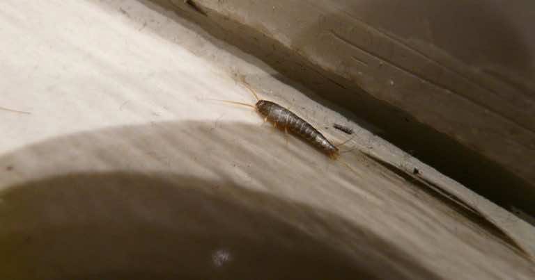 Masz dość rybików? Wypróbuj ten sposób!