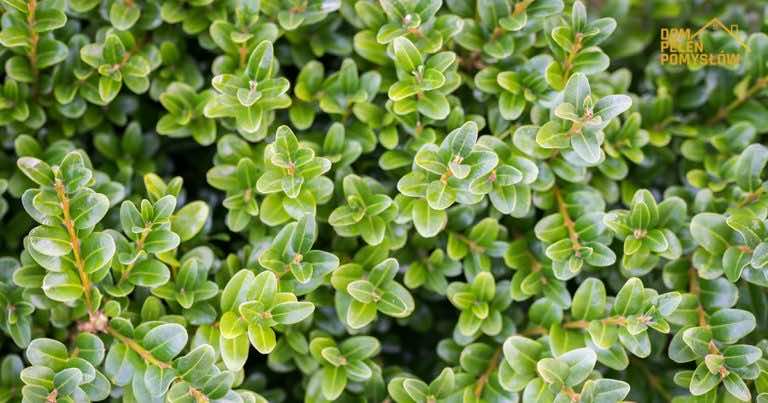 Coś zniszczyło bukszpan? To ćma bukszpanowa!