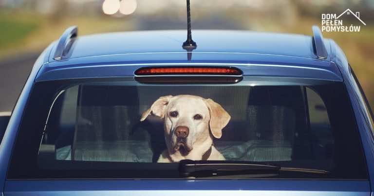 Nie zostawiaj psa w samochodzie! Zobacz co robić gdy takiego znajdziesz.