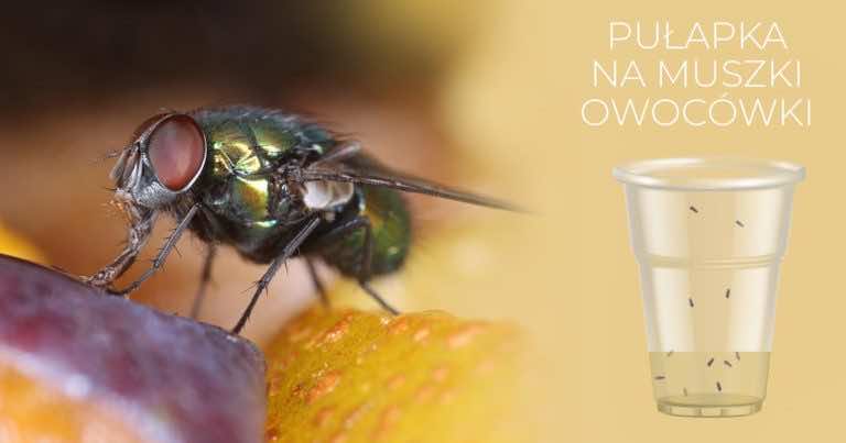 Pułapka na muszki owocówki DIY. Jak ją zrobić?