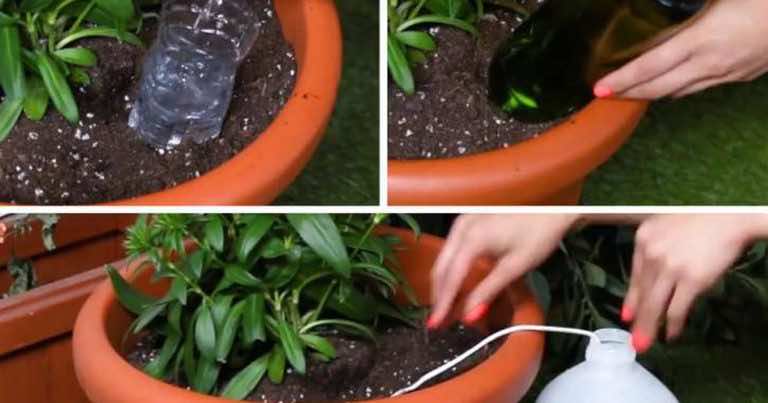 Samopodlewanie – trik na wakacje, który uratuje Twoje kwiaty