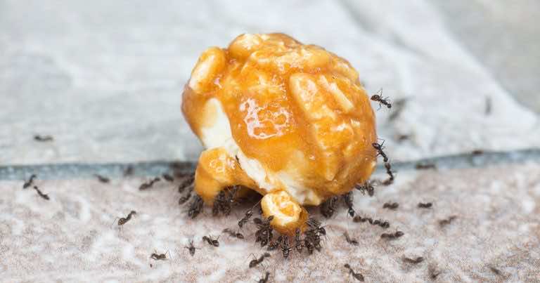 Domowe sposoby na mrówki w kuchni
