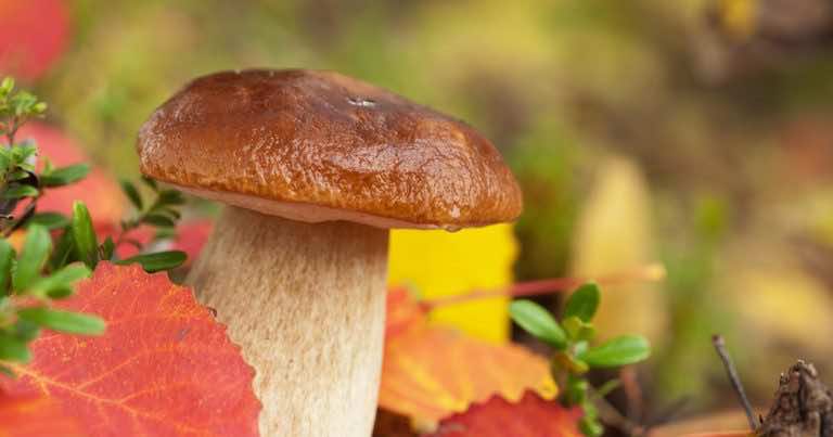 Czy można polizać grzyba, aby sprawdzić czy jest trujący?