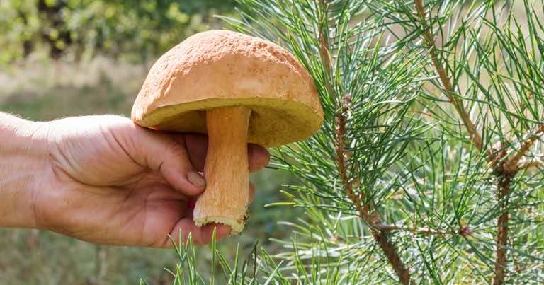 Gdzie nie wolno zbierać grzybów – jak sprawdzić czy jesteśmy w takim miejscu