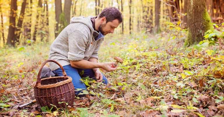 Za co Straż Leśna może nałożyć nawet 500 zł mandatu grzybiarzowi?