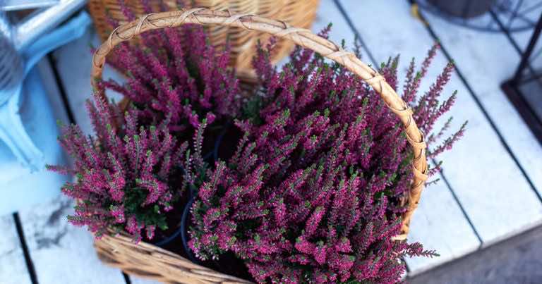 Październik to idealny moment na wrzosy w ogrodzie!