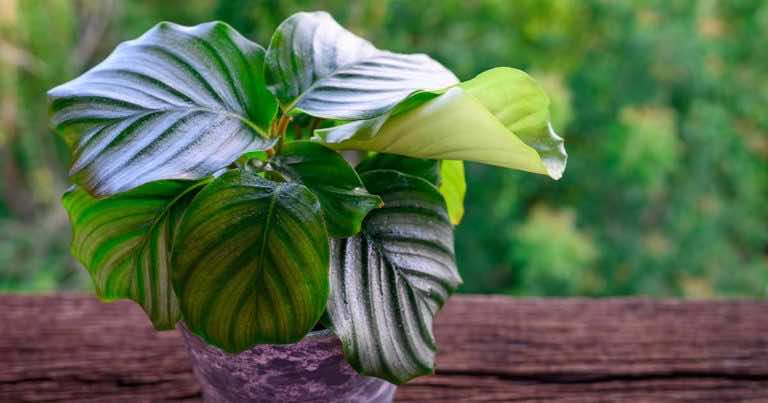 Orbifolia – jak o nią dbać i jakich warunków potrzebuje