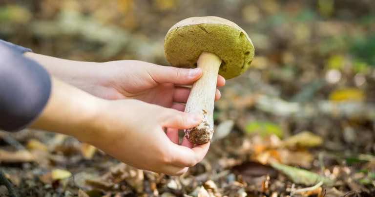 5 rzeczy, które musisz mieć ze sobą wybierając się na grzyby