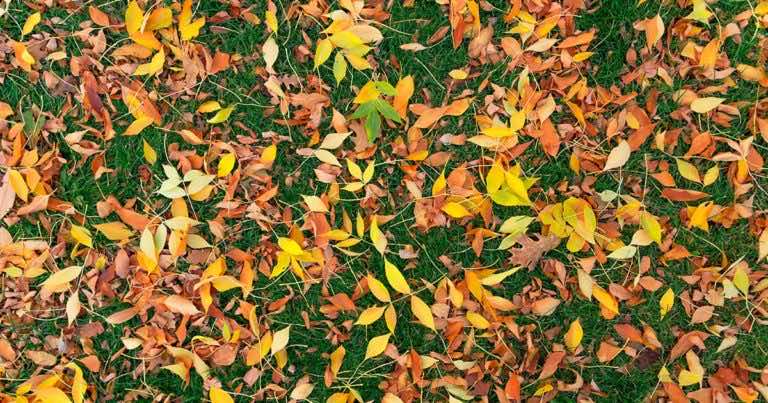 Czy z trawnika trzeba zgrabić liście?