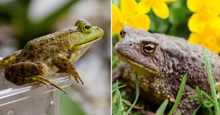 Czym różni się żaba od ropuchy?