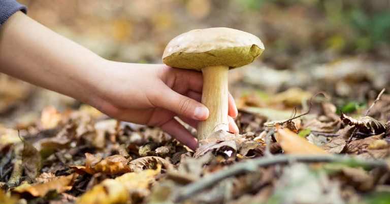 Licencje na zbieranie grzybów – czy jesteście za tym pomysłem?