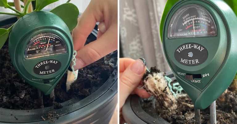 Tampony uratują przelane kwiaty – sposób na przelaną roślinę