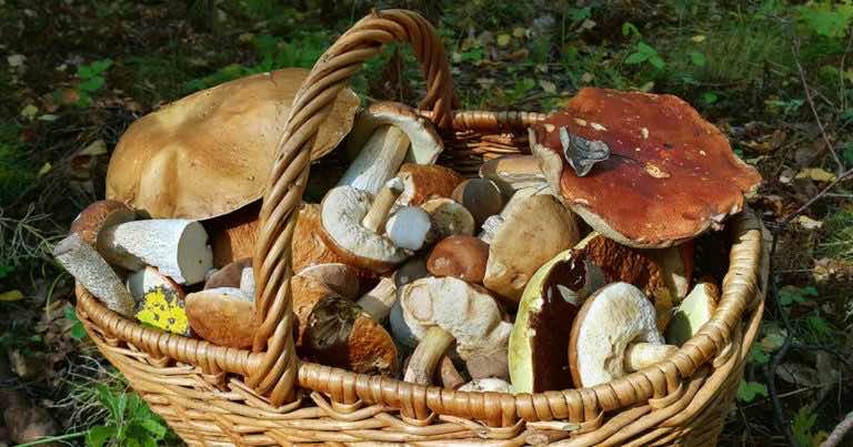 Kupili grzyby od handlarza przy drodze. Okazało się to być powodem ich śmierci.