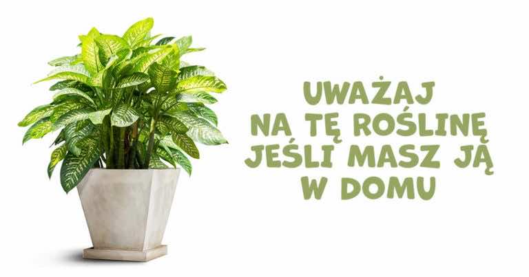 Diffenbachia – ta roślina domowa jest toksyczna