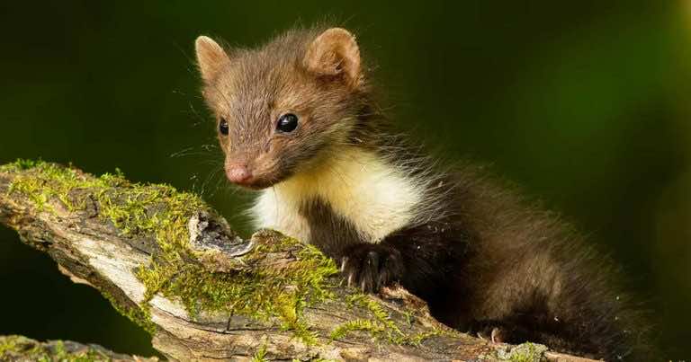 Jak odstraszyć kunę od domu?