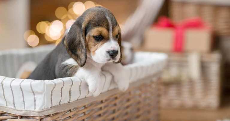 Czy zwierzę to dobry prezent na Boże Narodzenie?