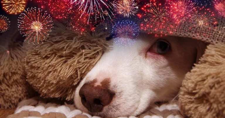 Czy w Sylwestra będziecie strzelać petardami?