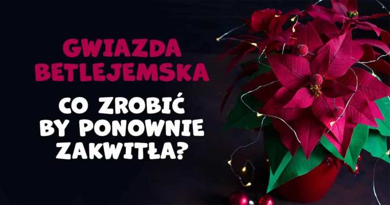 Co zrobić, aby gwiazda betlejemska ponownie zakwitła