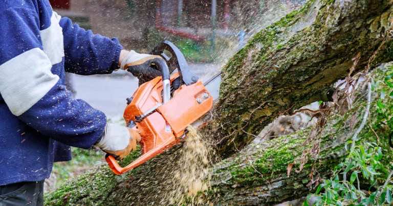 Ile zapłacimy za usunięcie drzewa lub krzewu na naszej działce?