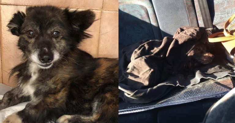 Pies to nie zabawka. Bądź pewny. Ci ludzie przejechali swojego psa bo go już nie chcieli.