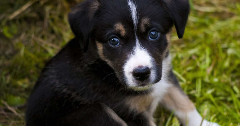 Po wielu namowach zgodził się na małego pieska. Kilka miesięcy później jednak był w szoku!