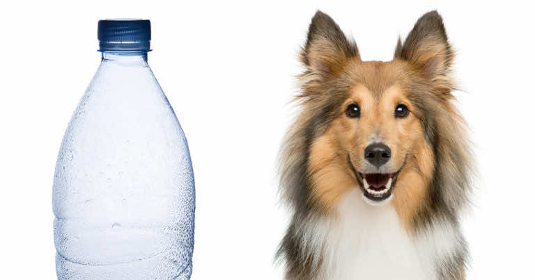 Jak zrobić zabawkę z butelki dla psa?