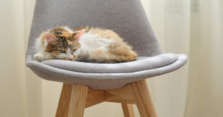 Co zrobić, aby kot nie drapał mebli?