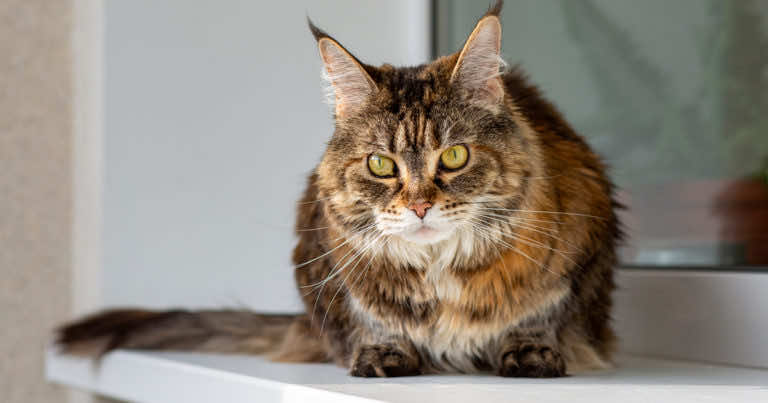 Jak odstraszyć koty? Skuteczne sposoby na pozbycie się kotów z balkonu lub ogrodu.