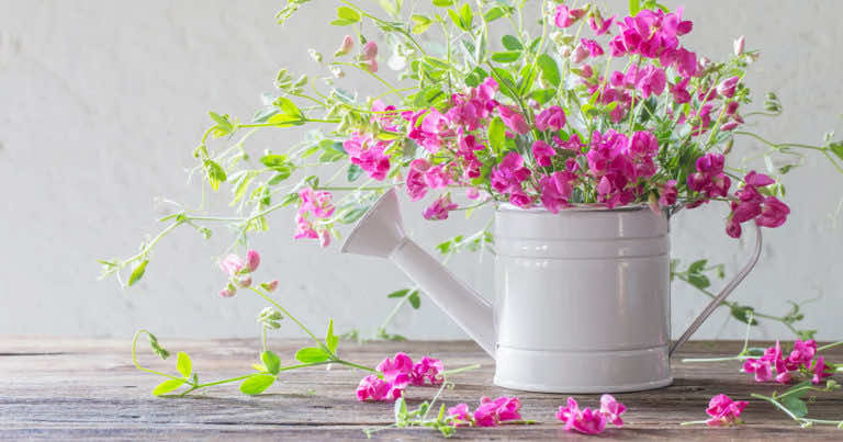 Groszek pachnący – uprawa, sianie, pielęgnacja